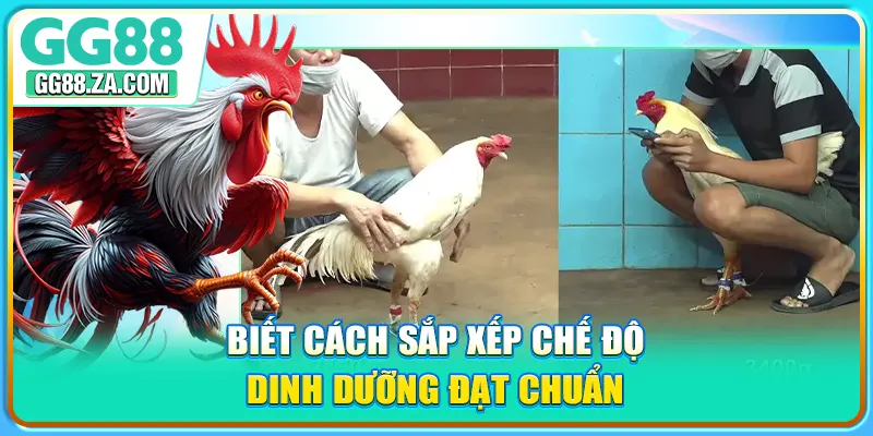 Biết cách sắp xếp chế độ dinh dưỡng đạt chuẩn