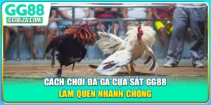 Cách Chơi Đá Gà Cựa Sắt GG88 - Làm Quen Nhanh Chóng