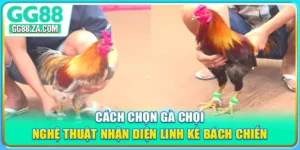 Cách Chọn Gà Chọi - Nghệ Thuật Nhận Diện Linh Kê Bách Chiến