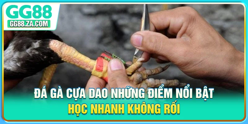 Đá Gà Cựa Dao - Những Điểm Nổi Bật, Học Nhanh Không Rối