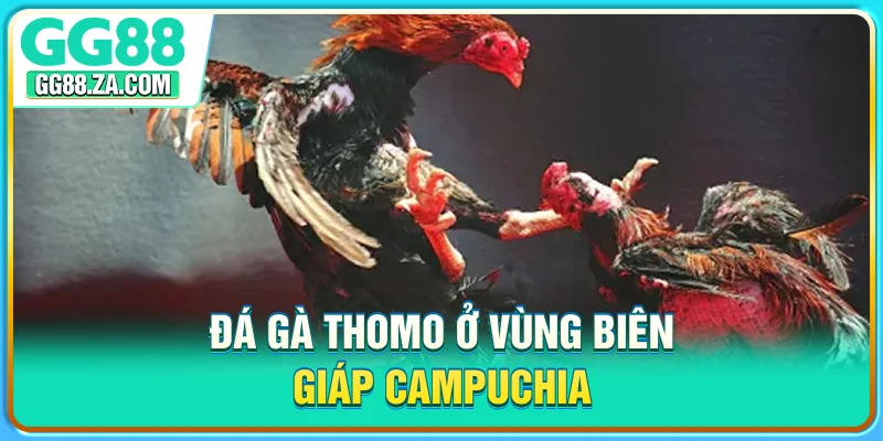 Đá gà Thomo ở vùng biên giáp Campuchia