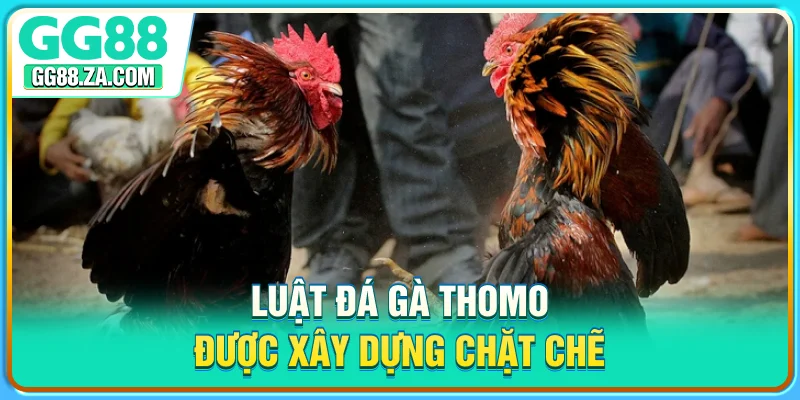 Luật đá gà Thomo được xây dựng chặt chẽ