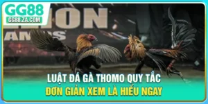Luật Đá Gà Thomo - Quy Tắc Đơn Giản, Xem Là Hiểu Ngay