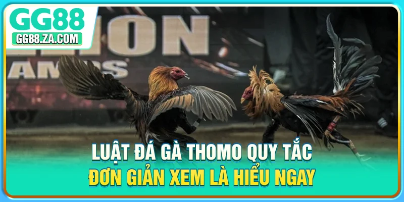 Luật Đá Gà Thomo - Quy Tắc Đơn Giản, Xem Là Hiểu Ngay